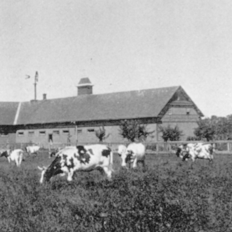 W.W. Ogilvie's stable and barn, "Rapids Farm", Lasalle, QC, 1899 