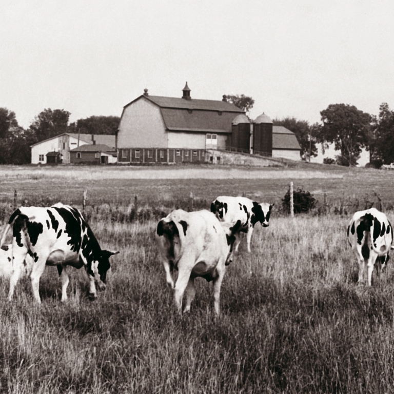 Dairy farm of the 50's